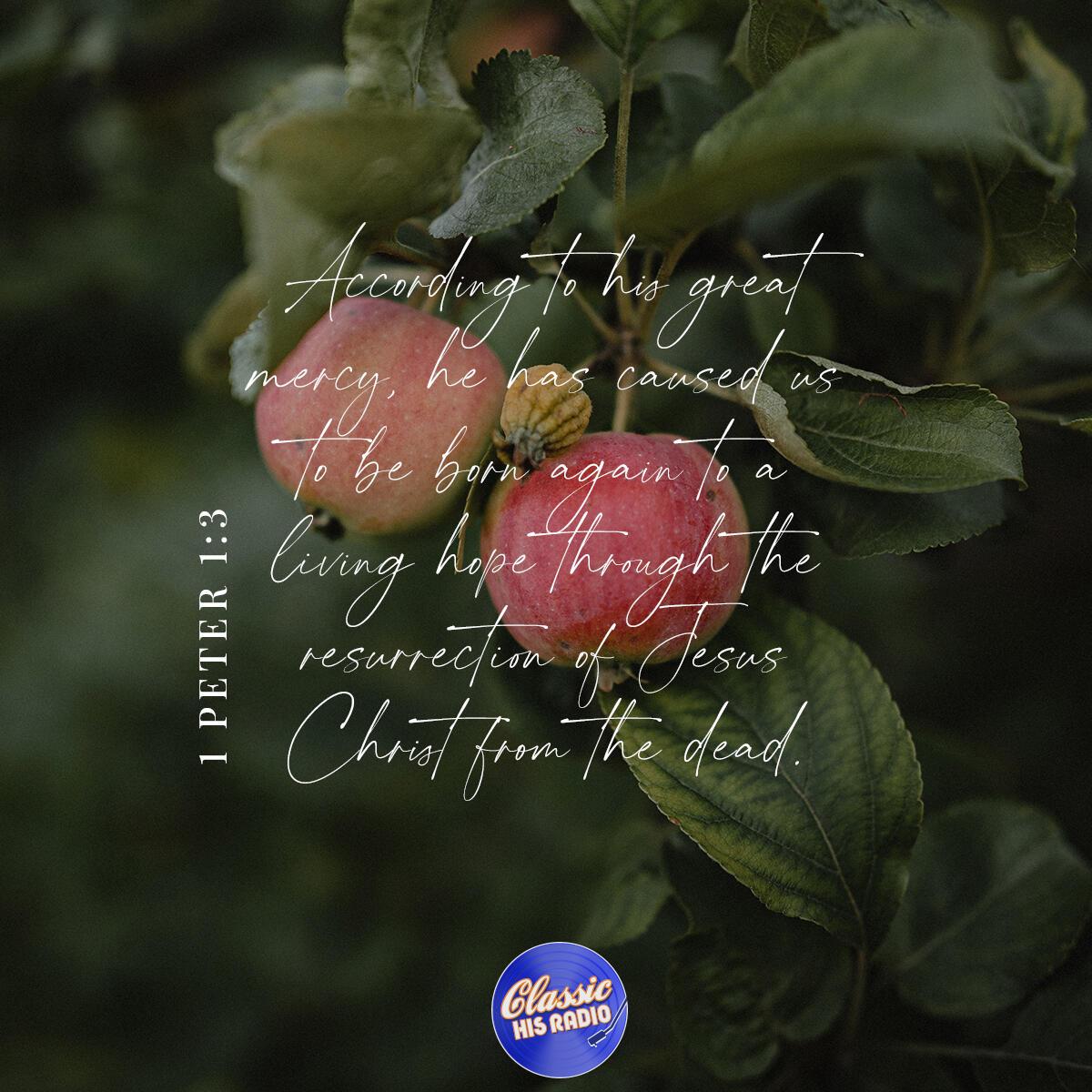 1 Peter 1:3 - Verse of the Day